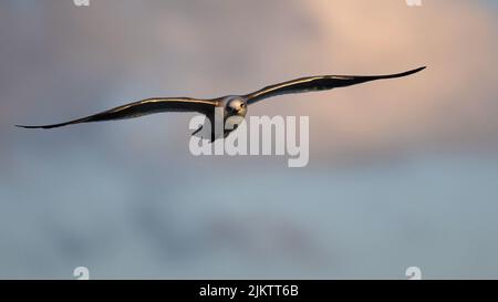 Un primo piano di un gabbiano giovanile in volo in uno sfondo sfocato con colori caldi del tramonto Foto Stock