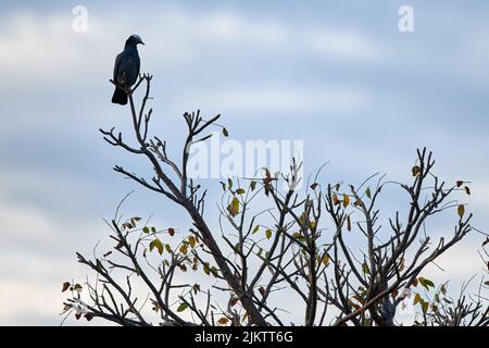 Un primo piano di un piccione a corona bianca seduto sul bordo di un ramo d'albero Foto Stock