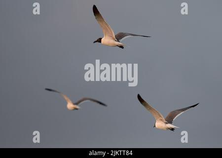 Un primo piano di gabbiani bianchi e neri che volano in un cielo blu Foto Stock