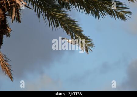 Un primo piano di un gabbiano giovanile in volo sotto le foglie di palma su uno sfondo blu Foto Stock