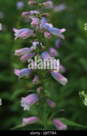 Un fuoco poco profondo di un fiore viola chiaro di Penstemon cobaea (Prairie Penstemon) in un campo verde Foto Stock