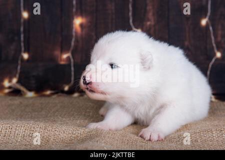 Bianco soffice piccolo cane samoyed cucciolo di fronte a sfondo scuro con luce Foto Stock