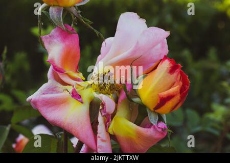 Bella rosa appassita su sfondo verde naturale. Una rosa rosa rossa gialla è fiorita, i petali selvaggi cadono dal germoglio. Roseto in giardino di rose, r Foto Stock