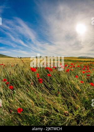 Un colpo verticale di papaveri rossi che ondeggiano nel campo su uno sfondo cielo nuvoloso blu Foto Stock