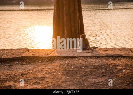 Una piccola scimmia seduta vicino ad un lago soleggiato vicino al Tempio di Angkor Wat in Asia Foto Stock