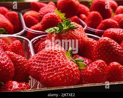 Fragole confezionate in scatola, dolce matura perfetta raccolta di fragole, giardino biologico e agricoltura Foto Stock