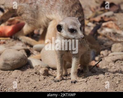 Un primo piano di un Meerkat su uno sfondo sfocato in estate Foto Stock