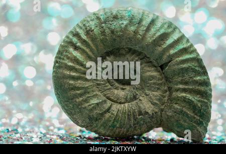 Un primo piano di un guscio nautilus di ammoniaca isolato su sfondo bokeh sfocato Foto Stock