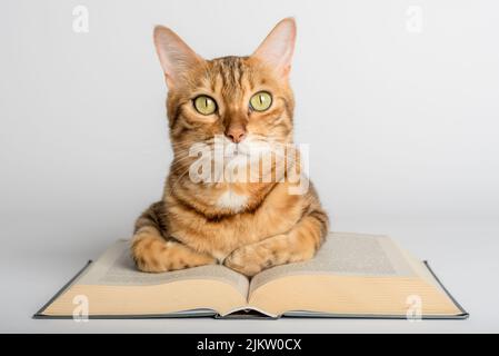 Gatto gengale intelligente e libri su sfondo bianco. Preparazione per la scuola. Foto Stock