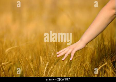 La mano di una bambina che cammina tocca il grano che cresce nel campo Foto Stock