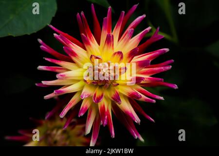 Un primo piano di un semi Cactus Dahlia 'Tahiti Sunrise' cresciuto nel giardino in primavera Foto Stock