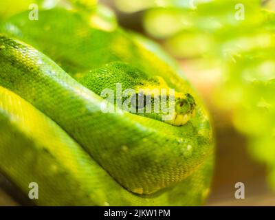 Un primo piano di un grazioso albero verde Python si accoccolò su una palla con la testa appoggiata sul suo corpo Foto Stock