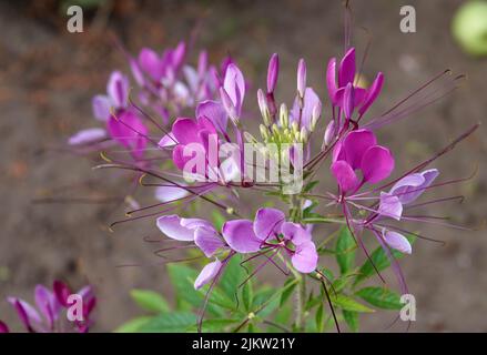 Rosa cléome hasseriana fiore. Questa pianta è anche conosciuta con i nomi di ragno fiore, pianta ragno, regina rosa, e bisbigli di nonno. Posizione Foto Stock