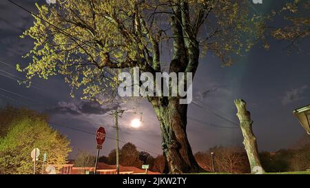 Albero gnarly vecchio sotto luna piena a 11th St e Amherst Ave. Altavista Virginia Foto Stock