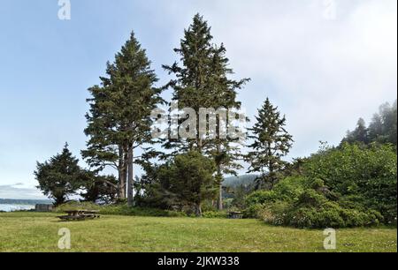 Sitka Spruce 'Picea sitchensis', alberi di conifere, sempreverdi, bordo di foresta che domina l'Oceano Pacifico, Foto Stock