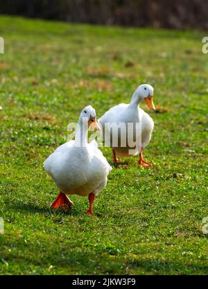 Uno scatto verticale di due American Pekins in un parco comunale a New Albany, Indiana, USA Foto Stock