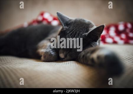 Un primo piano di un bel gatto blu russo carino che dorme su un divano Foto Stock