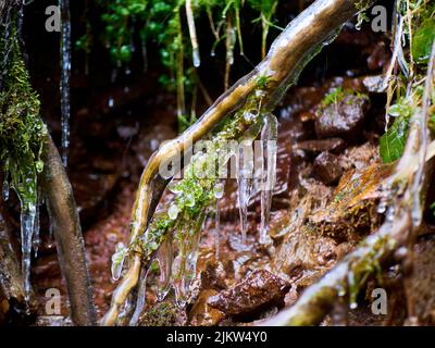 Una vista panoramica di ghiaccioli appesi su un ramo di legno in una foresta in inverno Foto Stock