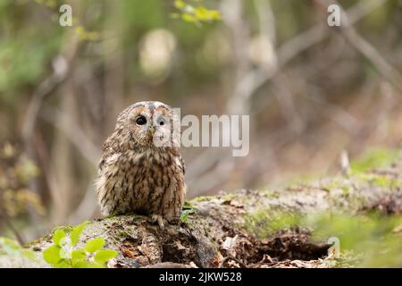 Gufo tawny (Strix aluco) arroccato su un albero secco caduto nel mezzo della foresta che guarda con i suoi occhi neri. Foto Stock