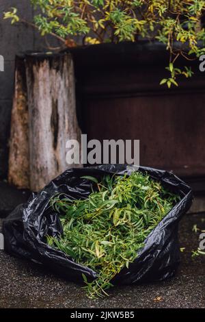 Spazzola di limone, Aloysia citrodora, raccolta di piante di verbena, all'aperto, in sacchetto di spazzatura nero Foto Stock