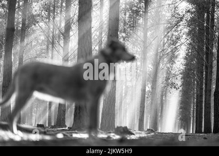 Una messa a fuoco poco profonda vista ad angolo basso degli alberi senza foglie sotto la luce del sole e un cane in piedi in primo piano girato in scala di grigi Foto Stock