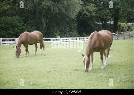 Due bellissimi cavalli bruni selvatici che pascolano su un campo a Williamsburg, Virginia Foto Stock