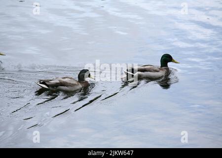 Due adorabili anatre domestiche nuotano in un lago Foto Stock