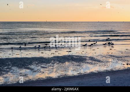 Le silhouette di gabbiani sulla riva al tramonto. La spiaggia di Sarasota, Florida, Stati Uniti. Foto Stock