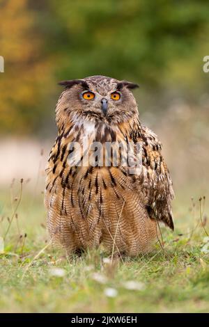 Bel ritratto dell'aquila-gufo Eurasiano (bubo bubo) seduta in erba in una fredda mattinata autunnale con foglie autunnali sullo sfondo Foto Stock