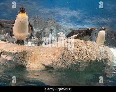 Un primo piano di pinguini carini in uno zoo Foto Stock