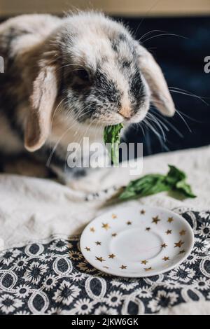 coniglio bianco, grigio, nero animale domestico nibbling su foglie verdi di basilico da piatto minuscolo con stelle d'oro Foto Stock