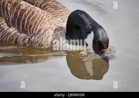 Un primo piano di un'anatra carina bere acqua in un lago Foto Stock