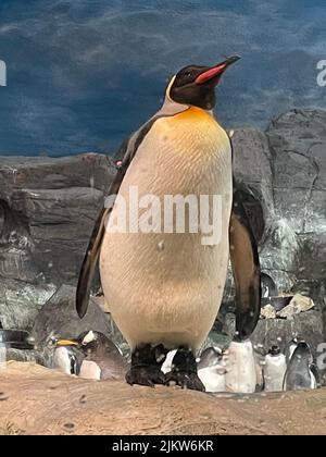 Uno scatto verticale di un simpatico pinguino in uno zoo Foto Stock