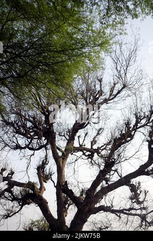 Un vecchio albero frondoso rami isolati su sfondo cielo, Juglans rami. Juglans rami in primavera Foto Stock