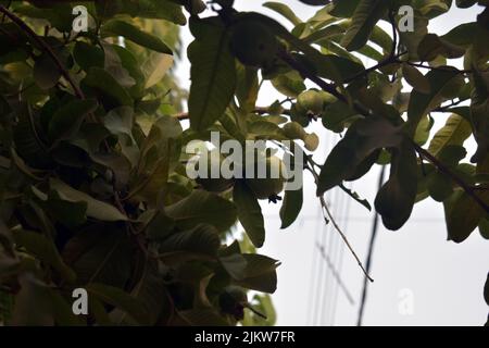 frutta di guava su albero. Guava verde, jaam o frutta del perù appeso sull'albero, con acqua nebulizzata Foto Stock