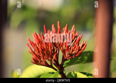 Un primo piano di un bel fiore di gelsomino indiano occidentale che cresce in un giardino Foto Stock