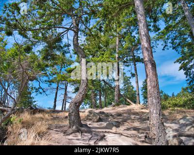 Una vista naturale della costa della contea di Skagit sulla baia durante l'estate Foto Stock