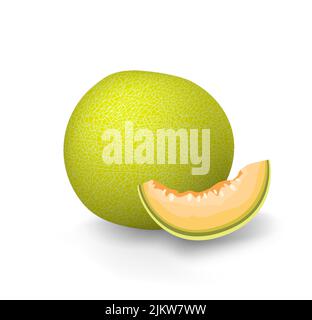 Melone giallo. Verde melata cantalupo frutta. Taglio a fette di melone dolce Galia. Illustrazione grafica vettoriale. Isolato su sfondo bianco immagine stock Illustrazione Vettoriale