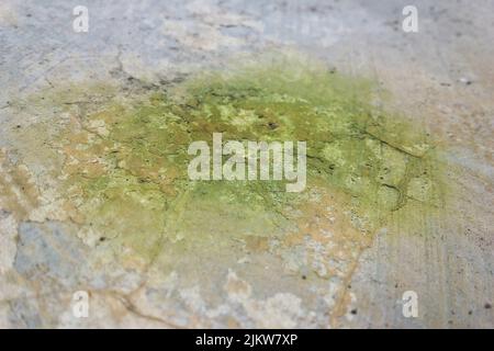 Un primo piano di un muro ammuffito per lo sfondo Foto Stock