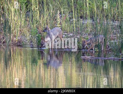 Una confezione di acqua potabile jackal dorata da un fiume tranquillo con riflessi sulla superficie Foto Stock