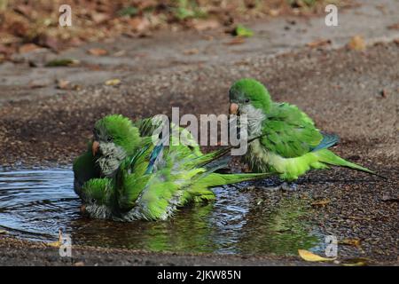 Un gregge di monaci parakeets bere acqua da una pozzanghera sul terreno Foto Stock