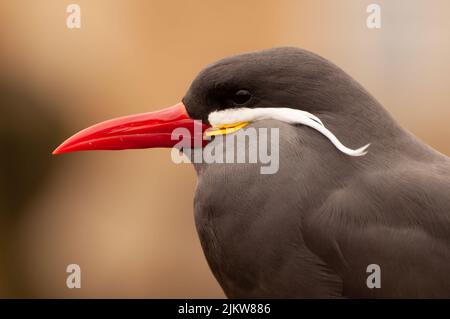 Magnifica Inca Tern, larosterna inca, colpo di testa con becco rosso mozzafiato e lunghi baffi bianchi Foto Stock