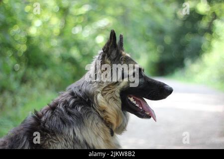 Un primo piano di un cane pastore tedesco adulto in un parco su uno sfondo sfocato Foto Stock