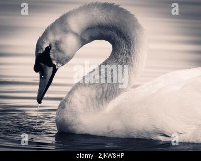 Un colpo in scala di grigi di un cigno aggraziato che galleggia nel lago Foto Stock