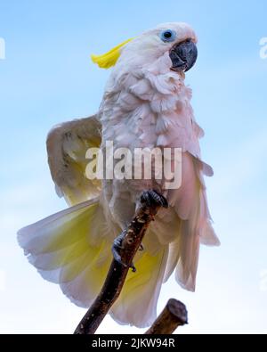 Un colpo di fuoco selettivo di un cockatoo appollaiato sul ramoscello Foto Stock