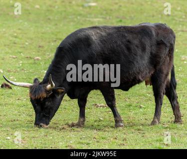 Primo piano di un bestiame Heck che pascola su un campo coperto di erba verde Foto Stock