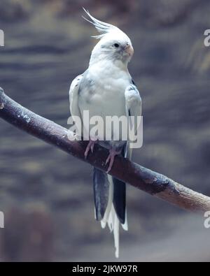 Una foto selettiva di cockatiel bianco Foto Stock