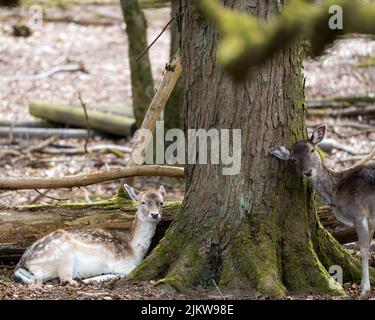 Un primo piano di due cervi vicino ad un albero coperto di muschio in una foresta in una giornata di sole Foto Stock