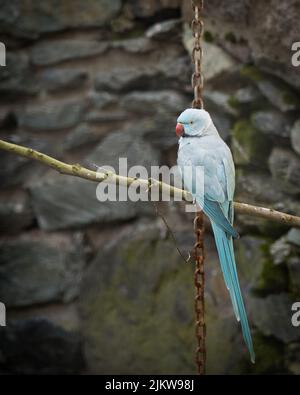 Un tiro selettivo di fuoco del parakeet indiano del ringneck blu Foto Stock