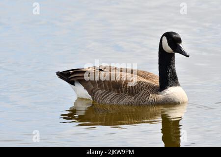 Un primo piano dell'oca canadese, Branta canadensis galleggiante nel lago. Foto Stock